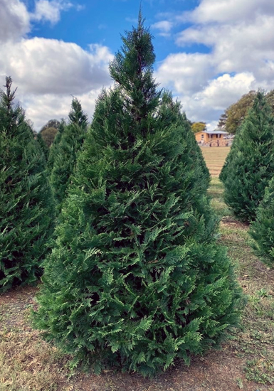 Penland Christmas Tree Farm