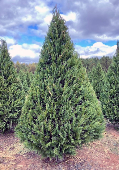 Penland Christmas Tree Farm